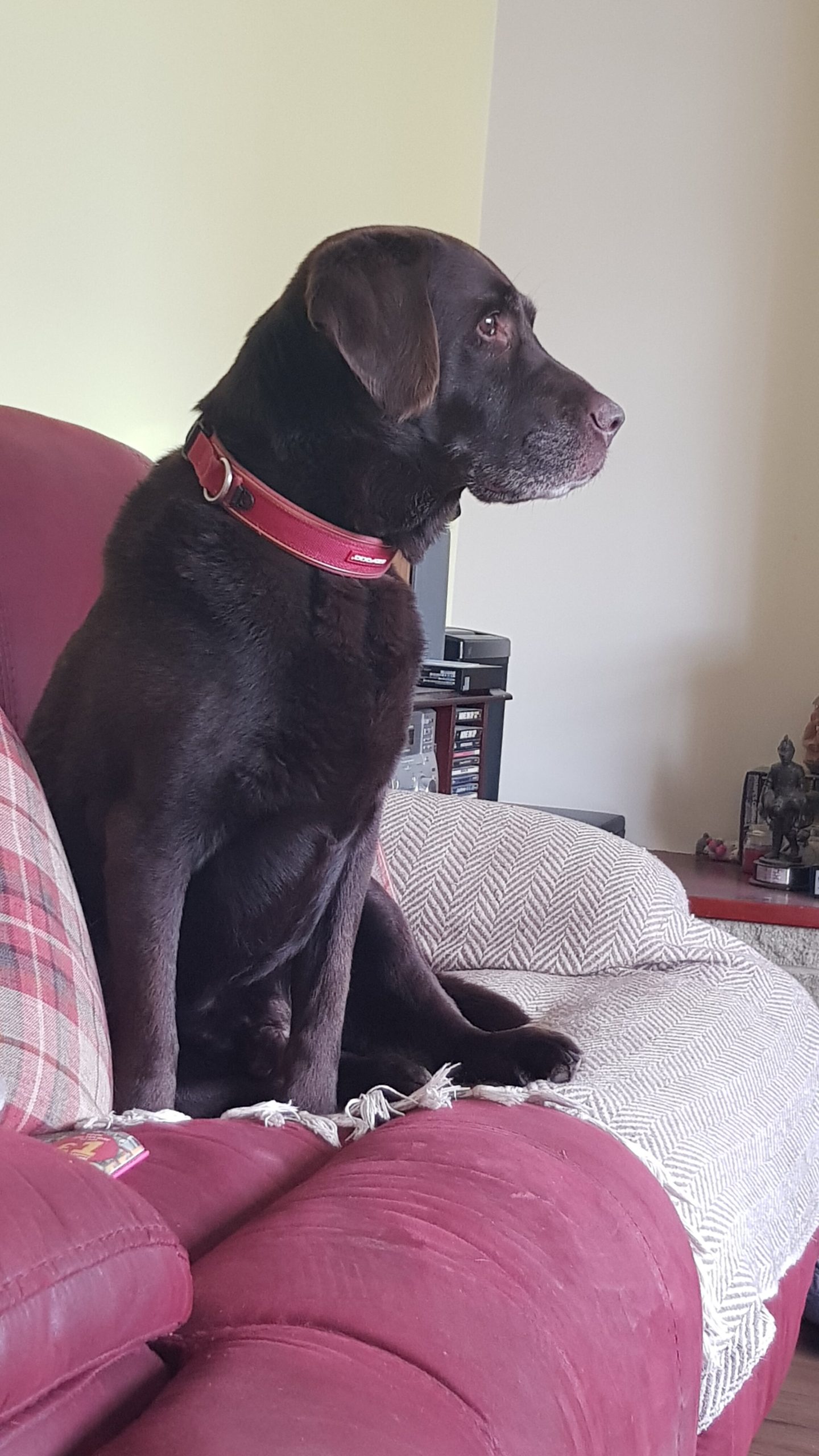 Teen self records her fucking dog