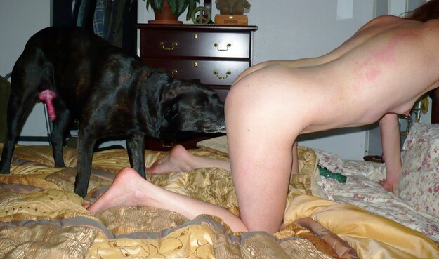 Wife take dog huge cock
