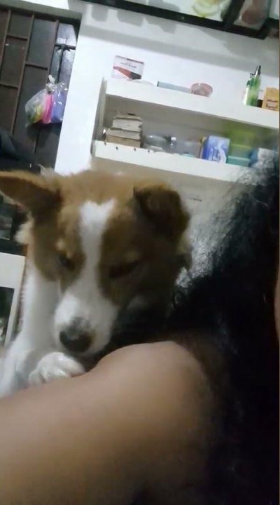 Brazilian teen first time dog sex