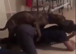 Sexist dog try to fuck forcefully P-2