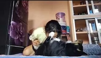 Indian girl love to suck 1